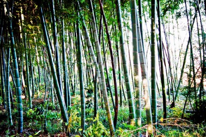 Japan 2001-Bambou Forest-63