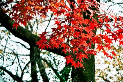 Japan 2001-Tokyo Nature-66